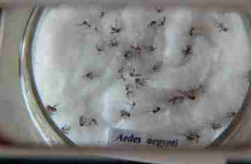  Vacina contra a dengue do Butantan pode beneficiar saúde global 